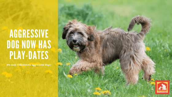 Aggressive Dog to Playful Dog | Dog Training In Your Home Columbia